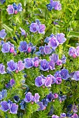 Purple Viper Bugloss (Echium plantagineum) Blue Bedder