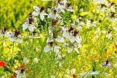 Love-in-a-Mist (Nigella hispanica)African Bride