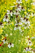 Love-in-a-Mist (Nigella hispanica)African Bride