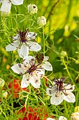 Love-in-a-Mist (Nigella hispanica)African Bride