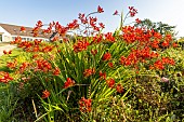Crocosmia Walbertons Miss Scarlet