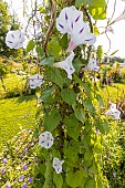 Commonl morning-glory (Ipomoea purpurea) Festival