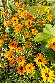 Gloriosa Daisy (Rudbeckia hirta) Goldilocks