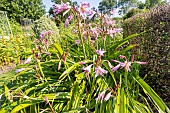 Swamp lily (Crinum powellii) Roseum
