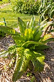 Red Leaf Lettuce Devils Ears (Lactuca sativa var longifolia)