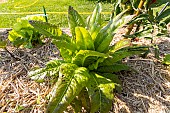 Red Leaf Lettuce Devils Ears (Lactuca sativa var longifolia)