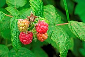 Raspberry (Rubus idaeus)