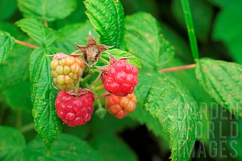 Raspberry_Rubus_idaeus