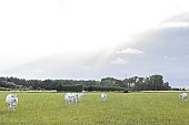 Cattle breeding, Marais vendéen, Talmont St Hilaire, Vendée, Pays de Loire, France