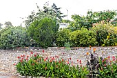 Row of Cannas along a wall, Talmont St Hilaire, Vendée, Pays de Loire, France