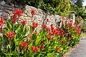 Row of Cannas along a wall, Talmont St Hilaire, Vendée, Pays de Loire, France