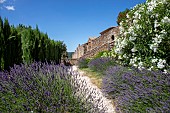 Lavender and Oleander in bloom at the beginning of summer, Gardens of the Chartreuse de la Verne, Massif des Maures, Hill near Collobrières, Var, France