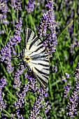 Southern swallowtail (Iphiclides podalirius) posing with open wings on lavender in summer, Massif des Maures, Around Collobrières, Var, France