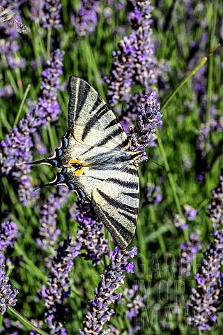 Southern_swallowtail_Iphiclides_podalirius_posing_with_open_wings_on_lavender_in_summer_Massif_des_M
