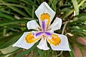 Japanese wild iris to be determined, detail of a flower in summer, public garden of the Villa Noailles in Hyères, Var, France