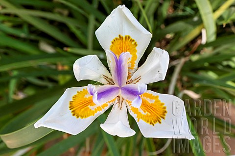 Japanese_wild_iris_to_be_determined_detail_of_a_flower_in_summer_public_garden_of_the_Villa_Noailles