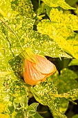 Painted indian mallow (Abutilon pictum) Thompsonii