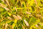 Northern Sea Oat (Chasmanthium latifolium)