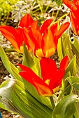 Foster Tulip (Tulipa fosteriana) Madame Lefeber