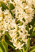 Garden hyacinth (Hyacinthus orientalis) White Pearl