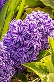 Garden hyacinth (Hyacinthus orientalis) Blue Jacket