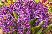 Garden hyacinth (Hyacinthus orientalis) Peter Stuyvesant