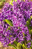 Garden hyacinth (Hyacinthus orientalis) Peter Stuyvesant