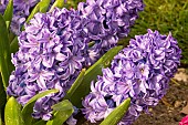 Garden hyacinth (Hyacinthus orientalis) Skyline