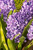 Garden hyacinth (Hyacinthus orientalis) Skyline