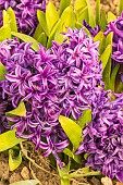 Garden hyacinth (Hyacinthus orientalis) Peter Stuyvesant