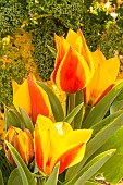 Greig Tulip (Tulipa greigii) Cape Cod Breeder: Turc (FRA)
