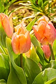 Single early tulip Tulipa Salmon Prince