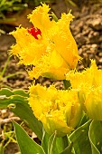 Fringed Tulip (Tulipa crispa) Hamilton