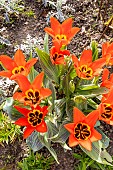Foster Tulip (Tulipa fosteriana) Madame Lefeber