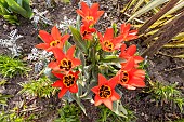 Foster Tulip (Tulipa fosteriana) Madame Lefeber