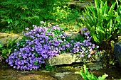 Dalmatian bellflower (Campanula muralis) ou (Campanula portenschlagiana) in the Moulin de la Lande garden, Brittany, France