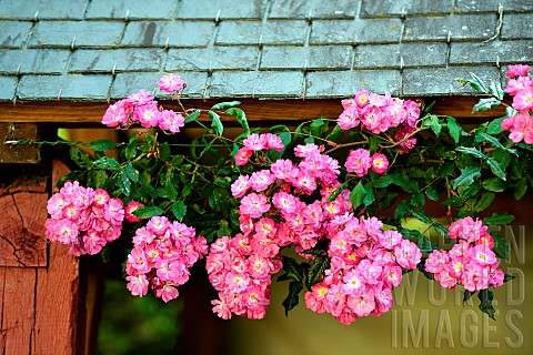 Dentelle_de_Bruxelles_climbing_rose_in_the_Moulin_de_la_Lande_garden_Brittany_France