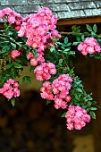 Dentelle de Bruxelles climbing rose in the Moulin de la Lande garden, Brittany, France