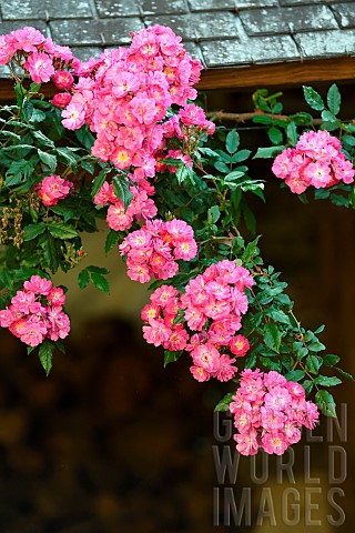 Dentelle_de_Bruxelles_climbing_rose_in_the_Moulin_de_la_Lande_garden_Brittany_France