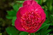 Common peony (Paeonia officinalis) Anemoniflora flower in the Moulin de la Lande garden, Brittany, France