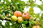 Old variety of apples in Brittany, Conservatory orchard of Illifaut, Côtes dArmor, France