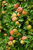 Old variety of apples in Brittany, Conservatory orchard of Illifaut, Côtes dArmor, France