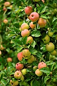 Old variety of apples in Brittany, Conservatory orchard of Illifaut, Côtes dArmor, France