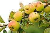 Old variety of apples in Brittany, Conservatory orchard of Illifaut, Côtes dArmor, France