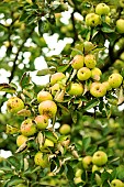 Old variety of apples in Brittany, Conservatory orchard of Illifaut, Côtes dArmor, France