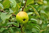Old variety of apples in Brittany, Conservatory orchard of Illifaut, Côtes dArmor, France