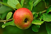 Old variety of apples in Brittany, Conservatory orchard of Illifaut, Côtes dArmor, France