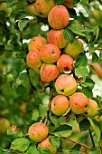 Old variety of apples in Brittany, Conservatory orchard of Illifaut, Côtes dArmor, France