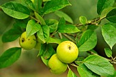 Old variety of apples in Brittany, Conservatory orchard of Illifaut, Côtes dArmor, France