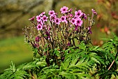 Madiera cranesbill (Geranium maderense) in bloom in the Moulin de la Lande garden, Brittany, France